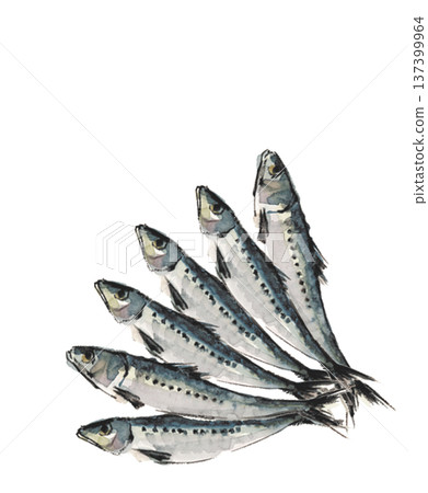 Illustration of six sardines arranged in a fan shape, drawn in watercolor [hand-drawn] on white background, transparent background, copy space available 137399964