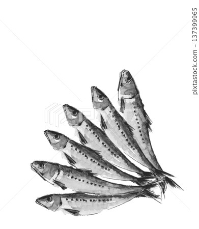 六條單色沙丁魚呈扇形排列，以水彩繪製。材質：[手繪] 白色背景，透明背景，留有空白區域 137399965