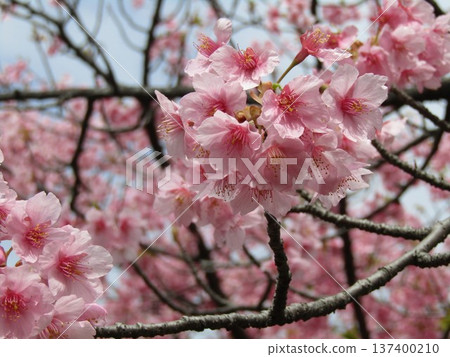 Kawazu cherry blossoms in full bloom in front of Inage-kaigan Station Kawazu cherry blossoms in full bloom in front of Inage-kaigan Station 137400210