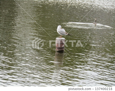 Black-headed gulls at Watauchi Pond in Chiba Park Black-headed gulls at Watauchi Pond in Chiba Park 137400218