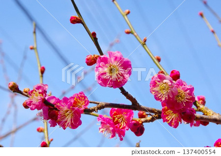 Plum blossoms (double winter plum) Plum blossoms (double winter plum) 137400554