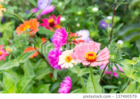 Different flowers are in bloom in a garden. Colors include pink, orange, and purple. Green leaves surround the flowers in a vibrant scene on a sunny day 137400579