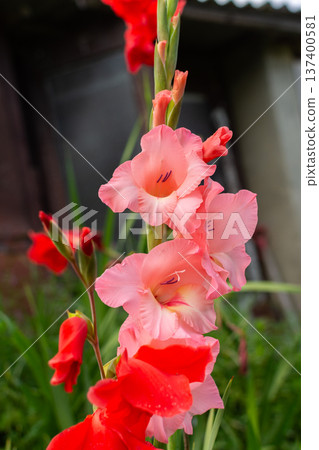 Gladiolus flowers bloom in shades of pink and red in a garden near a building. Green grass surrounds the tall flower stalks under sunny skies Gladiolus flowers bloom in shades of pink and red in a garden near a building. Green grass surrounds the tall flower stalks under sunny skies 137400581