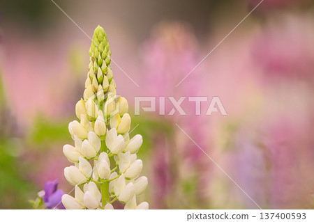 White lupine flower 137400593