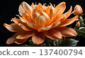 Margaret flowers 137400794