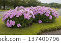 Shibazakura flowers 137400796