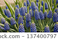 Lavender flowers 137400797