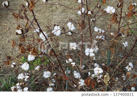 December: White fluffy fluff envelops the seeds that survive the winter 137400831