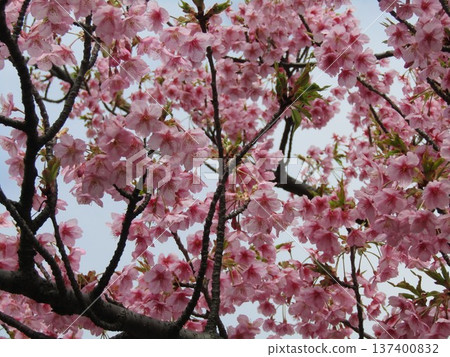 Kawazu cherry blossoms in full bloom in front of Inage-kaigan Station 137400832