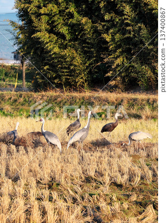 泉，日本排名第一的鶴類越冬地 137400867