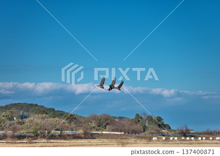Izumi, Japan's No. 1 wintering ground for cranes Izumi, Japan's No. 1 wintering ground for cranes 137400871
