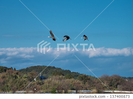 Izumi, Japan's No. 1 wintering ground for cranes Izumi, Japan's No. 1 wintering ground for cranes 137400873