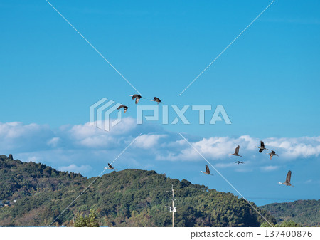 Izumi, Japan's No. 1 wintering ground for cranes Izumi, Japan's No. 1 wintering ground for cranes 137400876