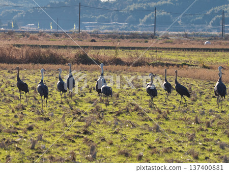 泉，日本排名第一的鶴類越冬地 137400881