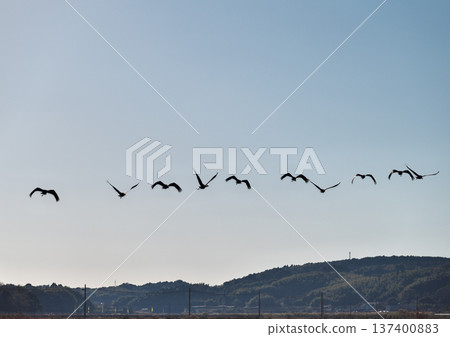 泉，日本排名第一的鶴類越冬地 137400883