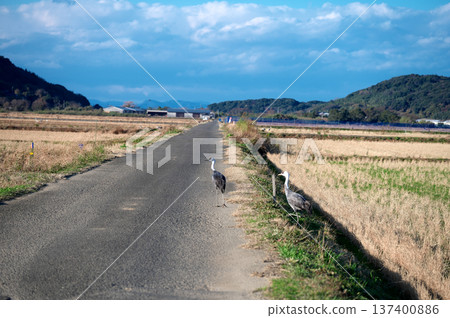 泉，日本排名第一的鶴類越冬地 137400886