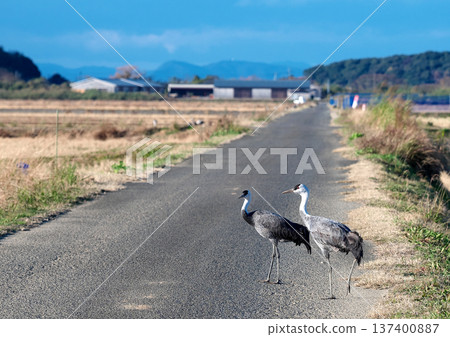 泉，日本排名第一的鶴類越冬地 137400887