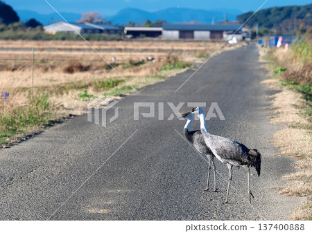 泉，日本排名第一的鶴類越冬地 137400888