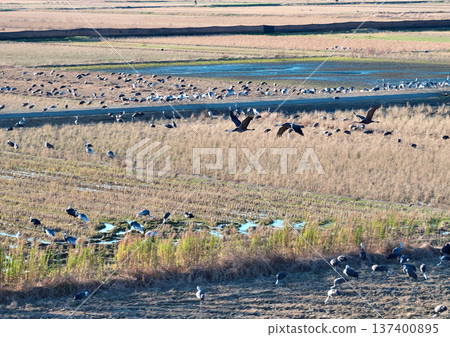 Izumi, Japan's No. 1 wintering ground for cranes Izumi, Japan's No. 1 wintering ground for cranes 137400895