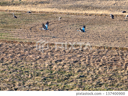 Izumi, Japan's No. 1 wintering ground for cranes Izumi, Japan's No. 1 wintering ground for cranes 137400900