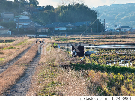 泉，日本排名第一的鶴類越冬地 137400901