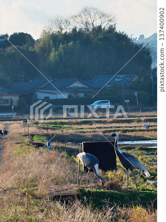 Izumi, Japan's No. 1 wintering ground for cranes 137400902