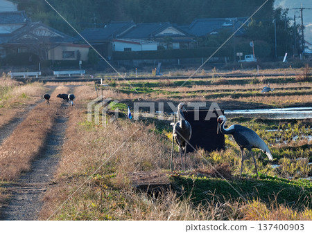 泉，日本排名第一的鶴類越冬地 137400903