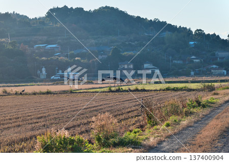 泉，日本排名第一的鶴類越冬地 137400904