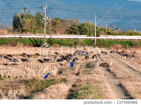 泉，日本排名第一的鶴類越冬地 137400906
