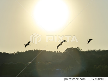 Izumi, Japan's No. 1 wintering ground for cranes 137400909