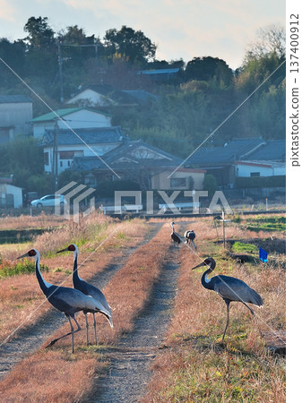 Izumi, Japan's No. 1 wintering ground for cranes Izumi, Japan's No. 1 wintering ground for cranes 137400912