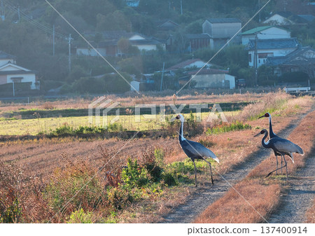 泉，日本排名第一的鶴類越冬地 137400914