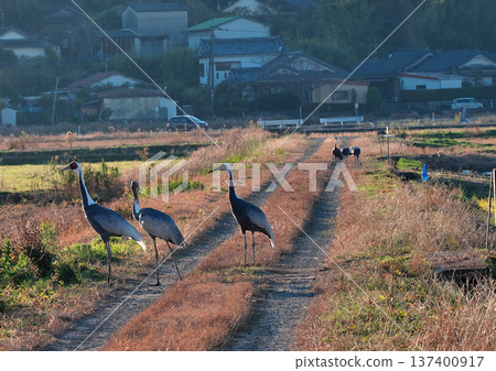 泉,日本排名第一的鶴類越冬地 泉,日本排名第一的鶴類越冬地 137400917