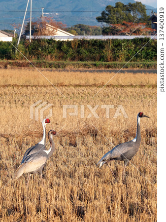 Izumi, Japan's No. 1 wintering ground for cranes 137400919