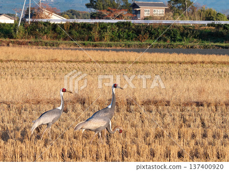 泉,日本排名第一的鶴類越冬地 泉,日本排名第一的鶴類越冬地 137400920