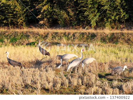 Izumi, Japan's No. 1 wintering ground for cranes Izumi, Japan's No. 1 wintering ground for cranes 137400922