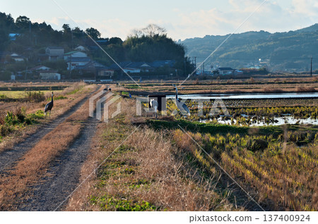 泉，日本排名第一的鶴類越冬地 137400924