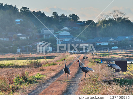 泉，日本排名第一的鶴類越冬地 137400925