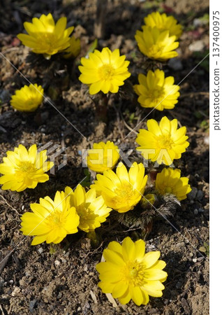 Amur adonis that announces the arrival of spring Amur adonis that announces the arrival of spring 137400975