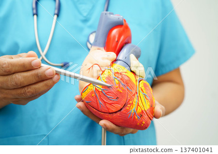 Cardiovascular disease CVD, doctor with heart human model anatomy for treatment patient in hospital. Cardiovascular disease CVD, doctor with heart human model anatomy for treatment patient in hospital. 137401041