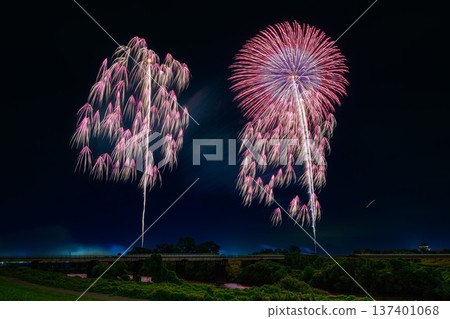 Large flowers blooming on the Tone River Large flowers blooming on the Tone River 137401068