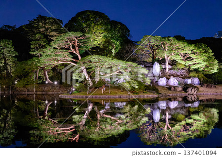 illuminated pine tree illuminated pine tree 137401094