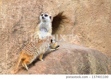 "Excuse me for what happened a little while ago," the meerkat said as he passed by. 137401100