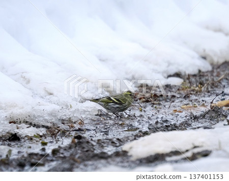 A female Eurasian siskin walking through the snow 137401153
