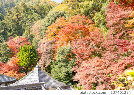 京都府長岡京市西山橫國寺(柳谷觀音寺)院內的秋葉(從中央入口處看到的景色) 京都府長岡京市西山橫國寺(柳谷觀音寺)院內的秋葉(從中央入口處看到的景色) 137401254