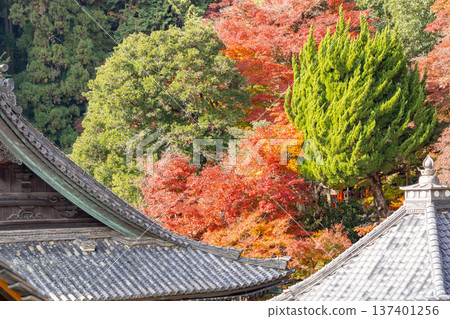 Autumn leaves in the grounds of Yokokuji Temple (Yanagidani Kannon Temple), Nishiyama, Nagaokakyo City, Kyoto Prefecture (view from the central approach) Autumn leaves in the grounds of Yokokuji Temple (Yanagidani Kannon Temple), Nishiyama, Nagaokakyo City, Kyoto Prefecture (view from the central approach) 137401256