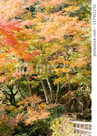 Autumn leaves on the grounds of Yokokuji Temple (Yanagidani Kannon Temple) in Nishiyama, Nagaokakyo City, Kyoto Prefecture (maple trees on the central approach) Autumn leaves on the grounds of Yokokuji Temple (Yanagidani Kannon Temple) in Nishiyama, Nagaokakyo City, Kyoto Prefecture (maple trees on the central approach) 137401258