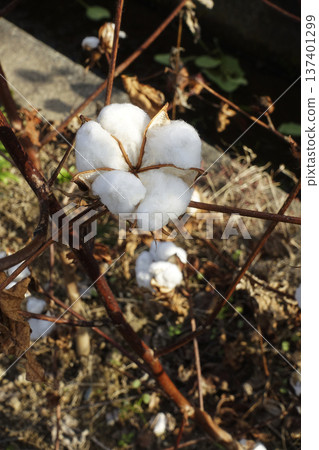 December: White fluffy fluff envelops the seeds that survive the winter December: White fluffy fluff envelops the seeds that survive the winter 137401299