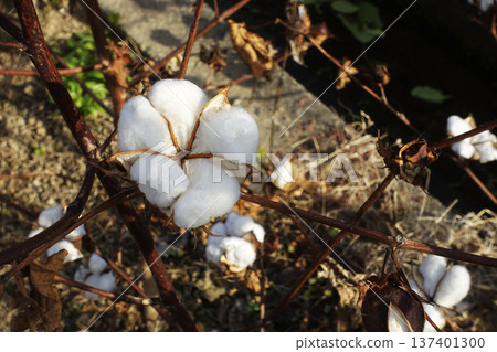 December: White fluffy fluff envelops the seeds that survive the winter 137401300
