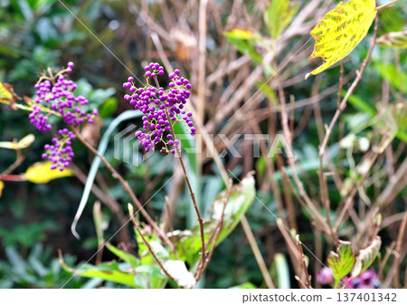 哦,紫式部 哦,紫式部 137401342